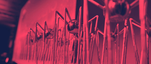 Spiders-2018-winner