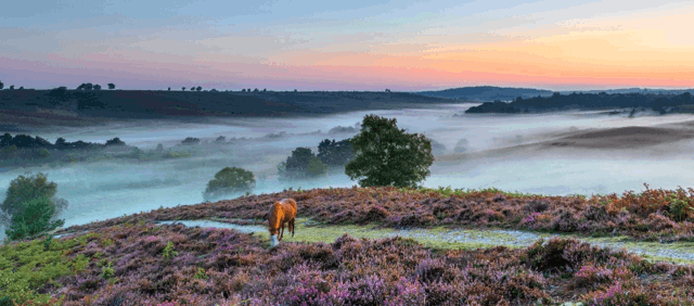 sites of Christmas - New Forest